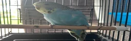 Budgerigars birds for sale: Baby budgies four sale 2026 baby’s  - Advert 3