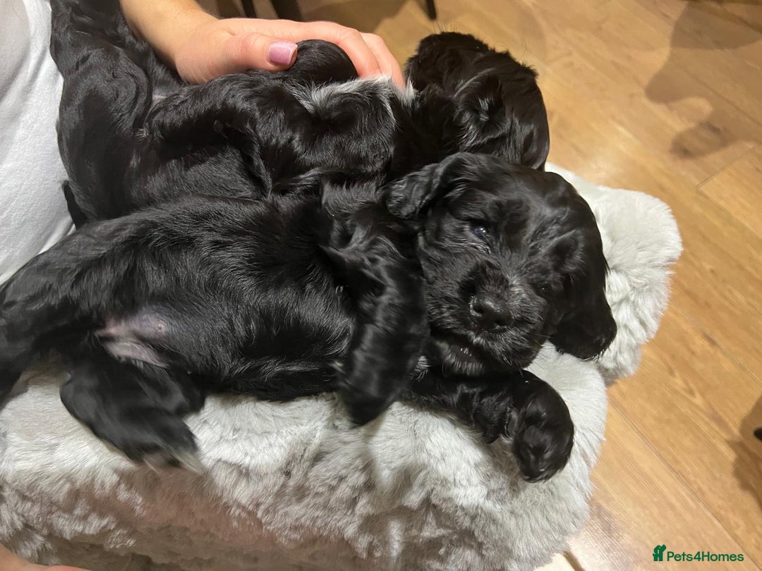 Cocker Spaniel dogs for sale: Show Type Cocker Spaniel  - Advert 22