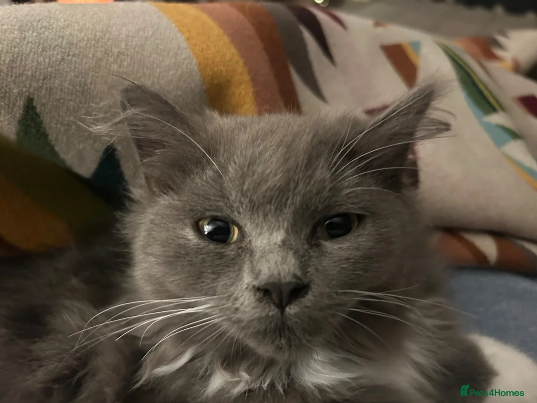 Mixed Breed cats for sale: Ragdoll/Persian - kittens  - Advert 2