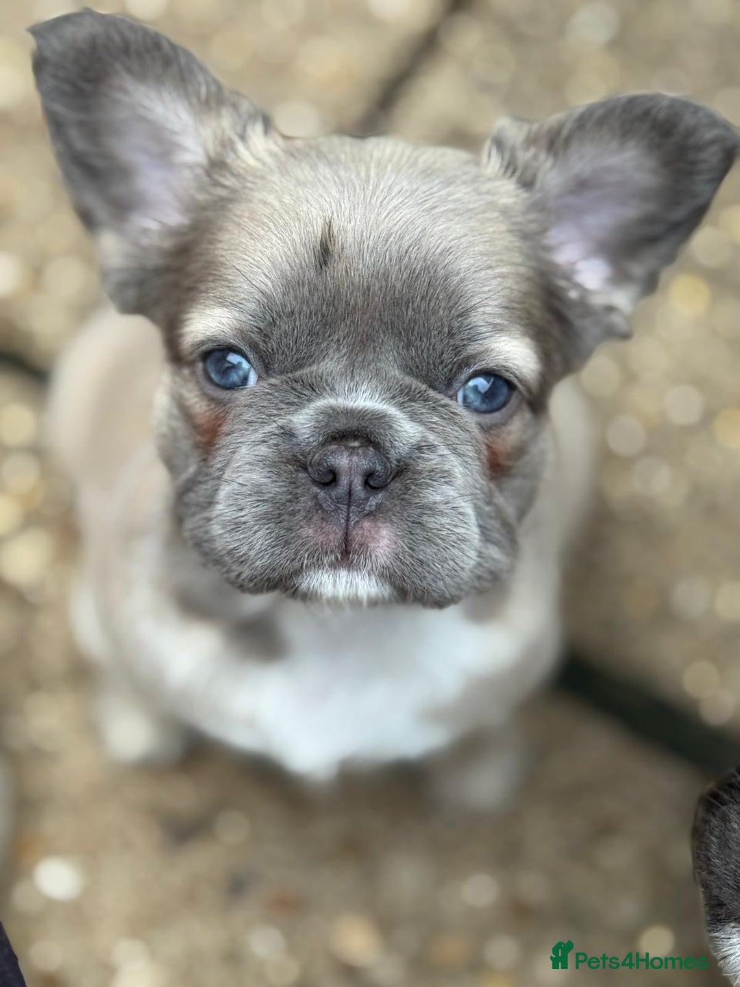 French Bulldog dogs for sale: Fluffy frenchie pups  - Image 6