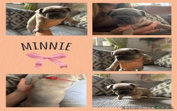French Bulldog dogs for sale: 2 beautiful litters of French bulldog puppies - Image 14