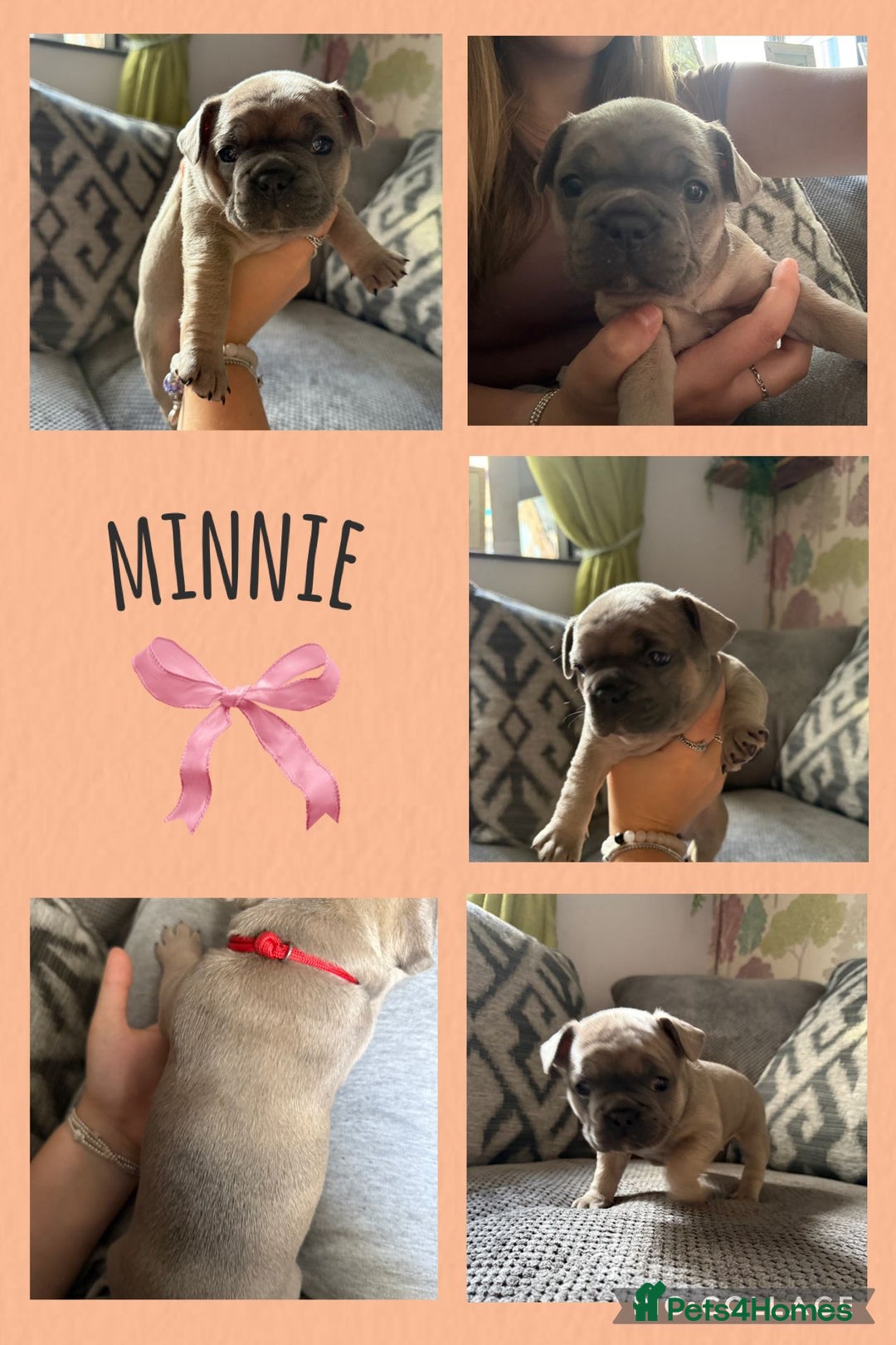 French Bulldog dogs for sale: 2 beautiful litters of French bulldog puppies - Image 14