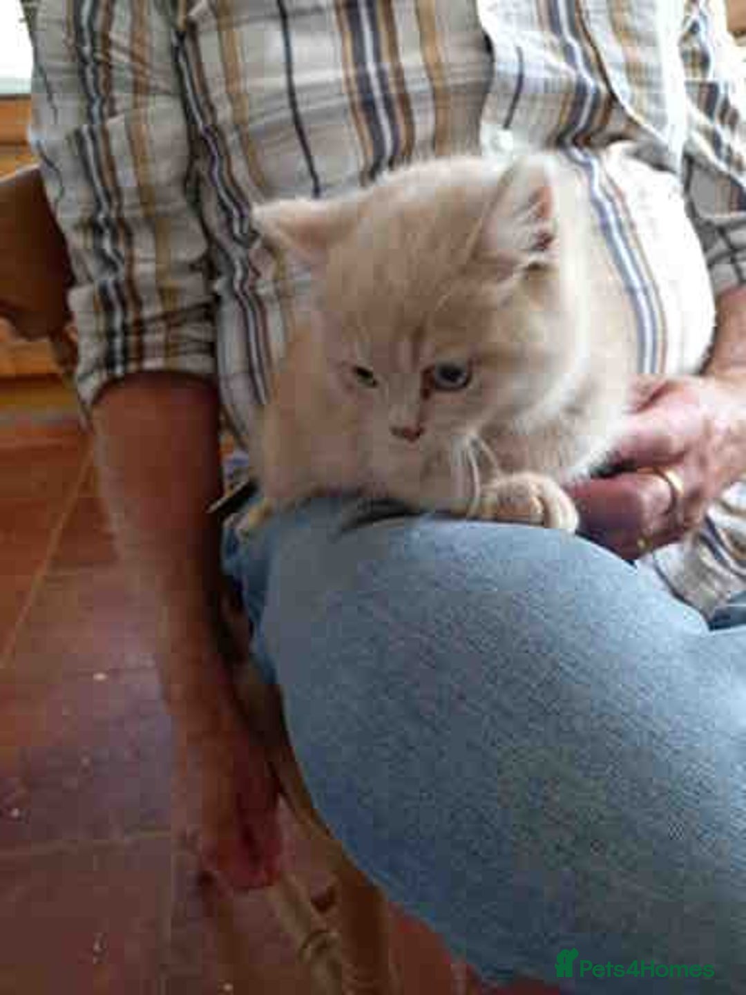 British Shorthair cats for sale: Cream Friendly kitten - Image 1