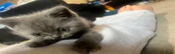 British Shorthair cats for sale: Beautiful British Shorthair kittens - Advert 9