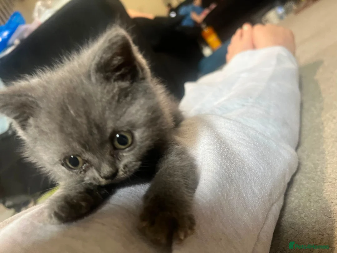 British Shorthair cats for sale: Beautiful British Shorthair kittens - Advert 9