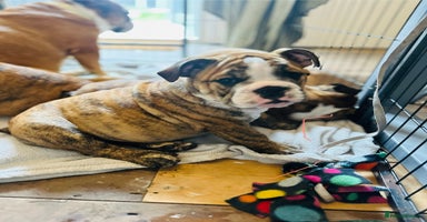 English Bulldog dogs in Rochford - Advert 11