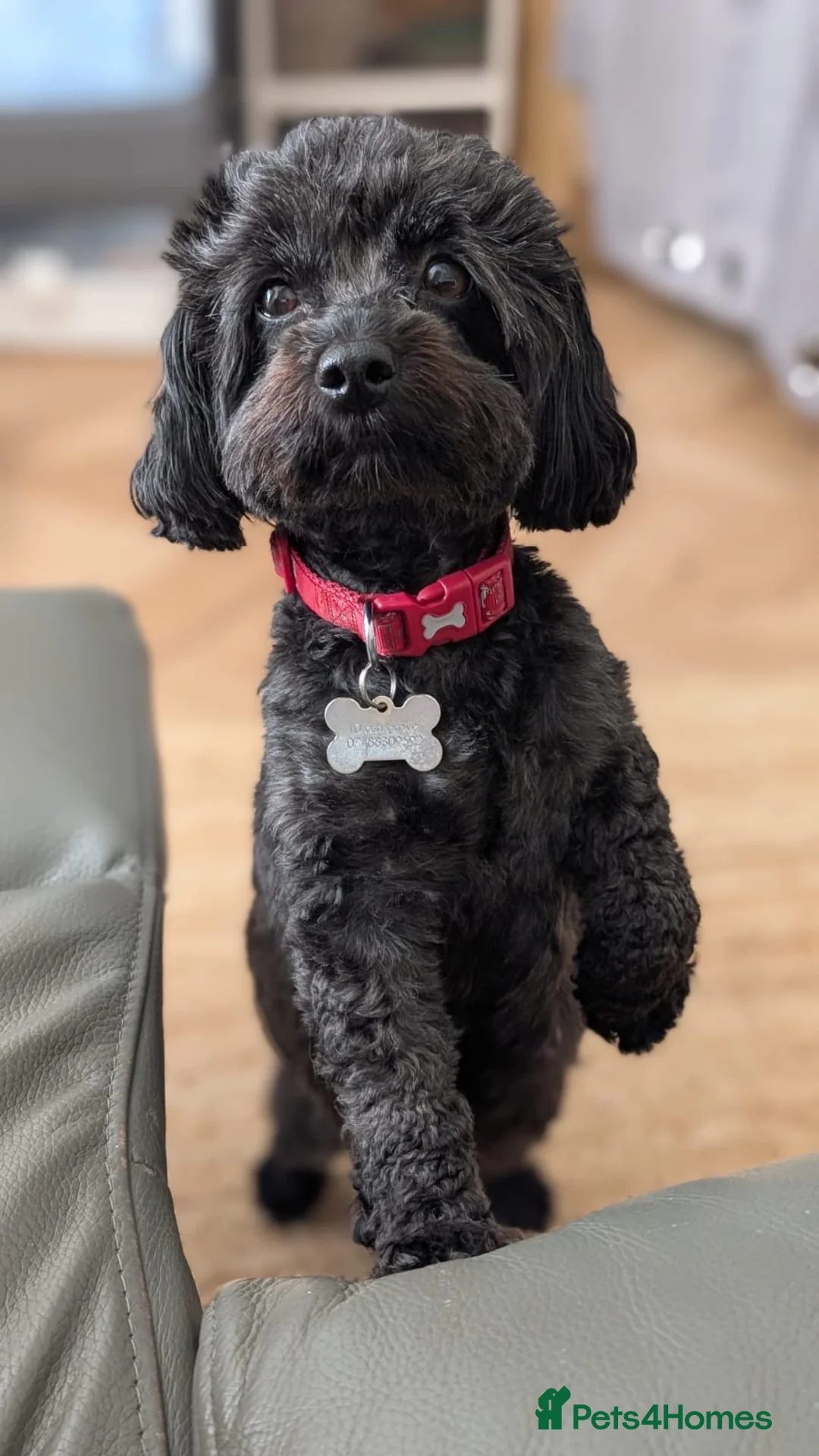 Mixed Breed dogs for sale: toy f1bb shi-poo - Advert 9