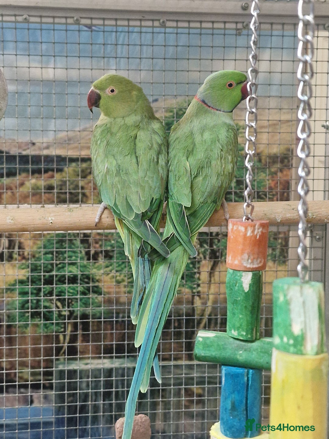 Parrots birds for sale: Xxx BIRDS/PARAKEETS/PARROTS xxX - Advert 32