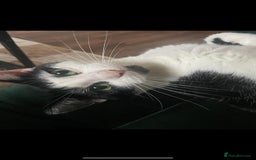 Domestic Shorthair cats for sale: Remmy and Dahlia - Image 5