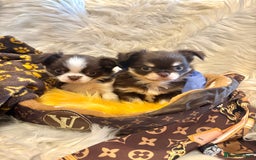 Chihuahua dogs for sale: CHIHUAHUA PUPPIES 🩵🩵 - Image 8