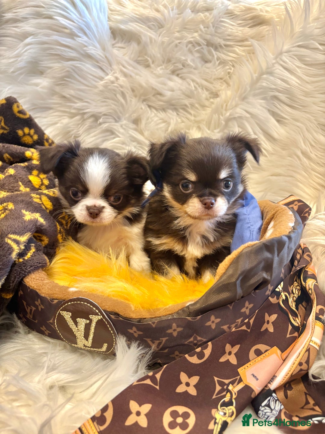 Chihuahua dogs for sale: CHIHUAHUA PUPPIES 🩵🩵 - Image 8