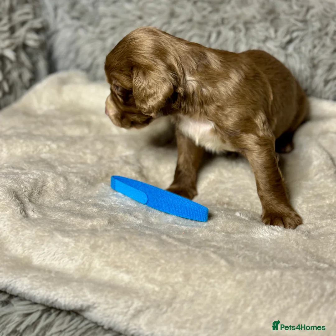 Cocker Spaniel dogs for sale: 💙1 BOY ABSOLUTELY STUNNING STUD LEFT💙  - Advert 6