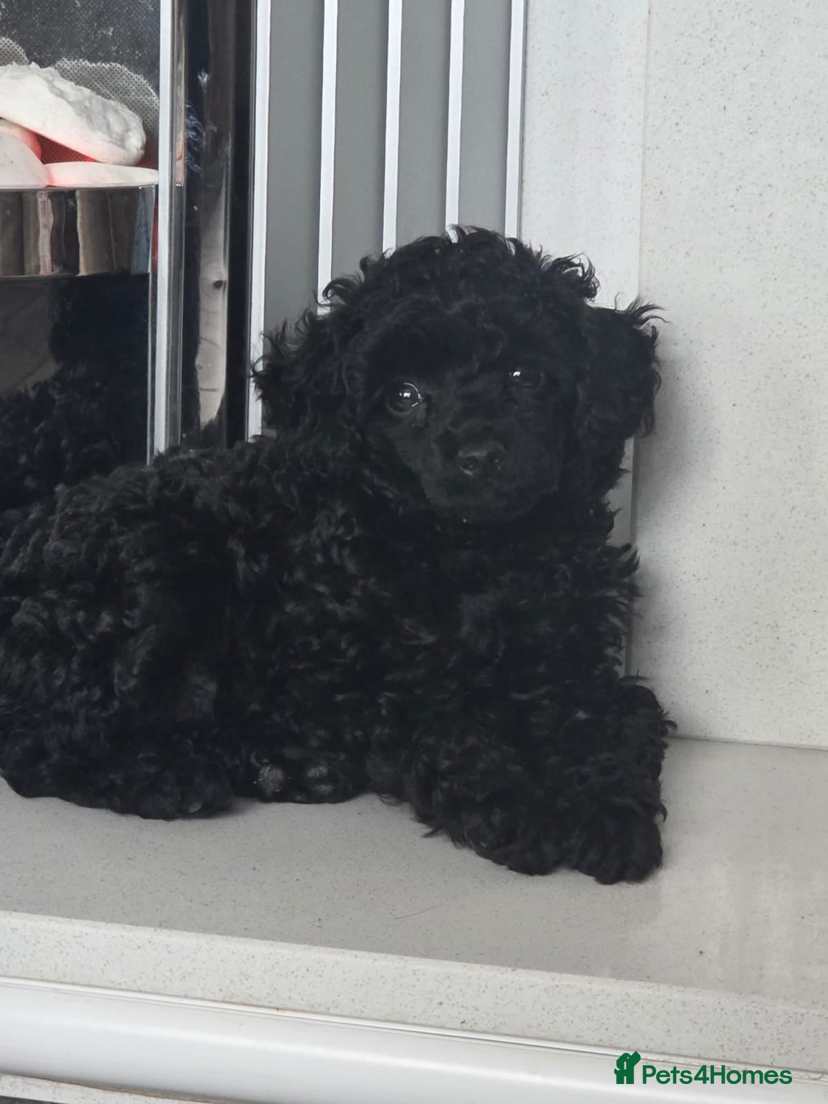Toy Poodle dogs for sale: Gorgeous Kc Toy Poodle Puppy for Sale!  - Advert 3