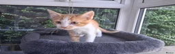 Mixed Breed cats for sale: Rare female Ginger Tabbies 😻 - Advert 17