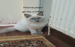 Ragdoll cats for sale: GCCFRagdoll Ready to go - Image 1