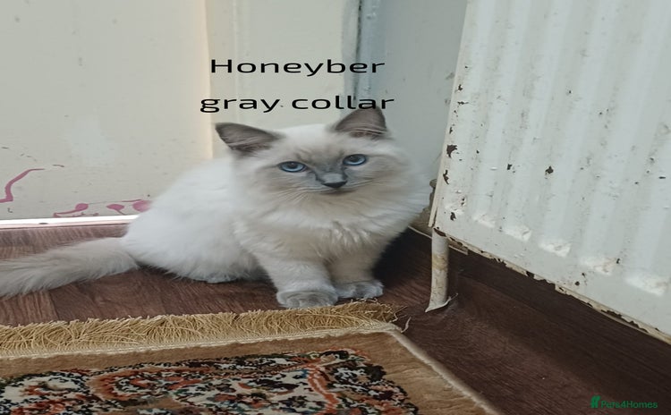 Ragdoll cats - Advert 1