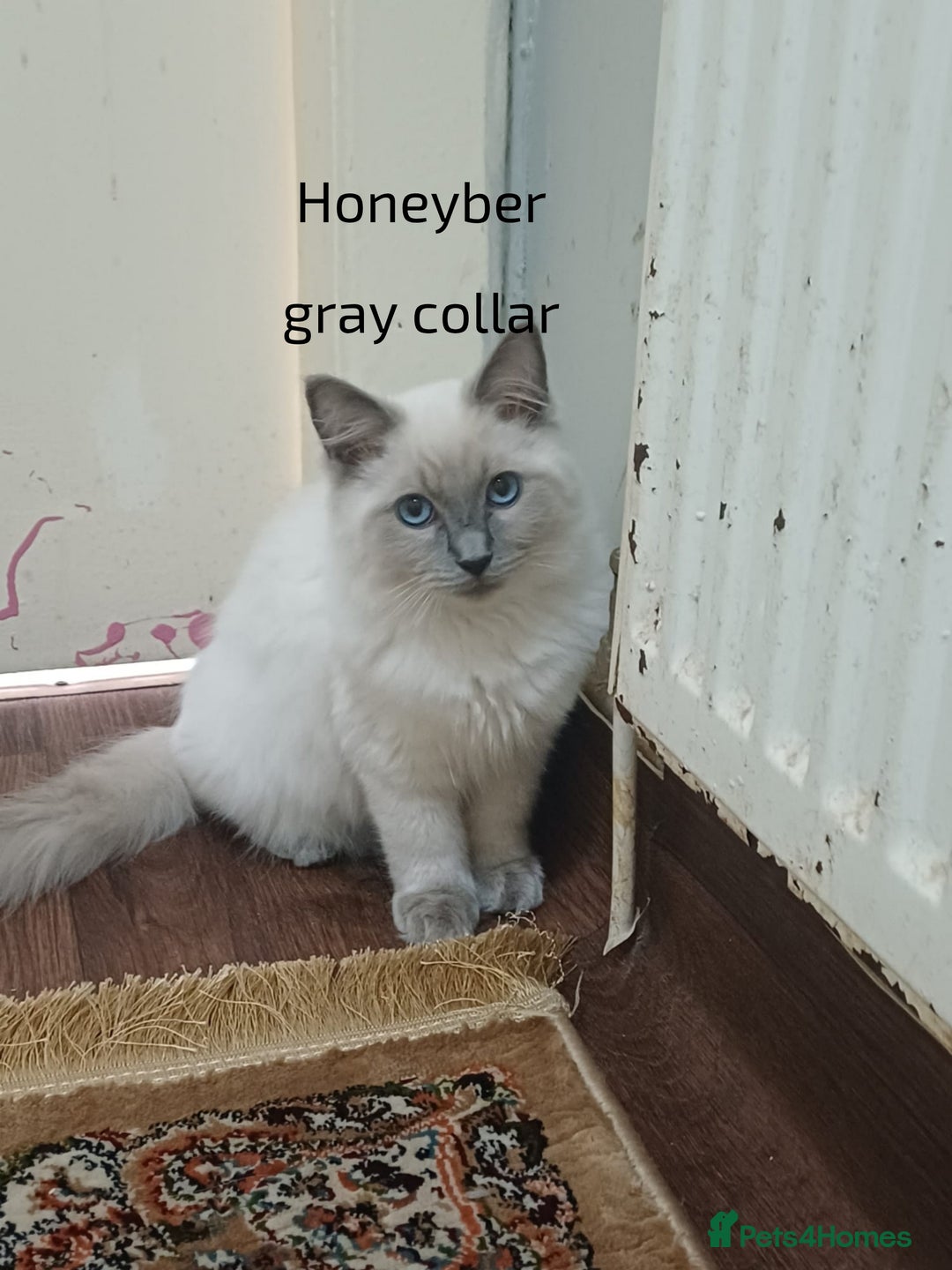 Ragdoll cats for sale: GCCFRagdoll Ready to go - Image 1