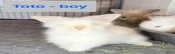 Lionhead rabbits for sale: Double Maned Lionheads Babies - Advert 5