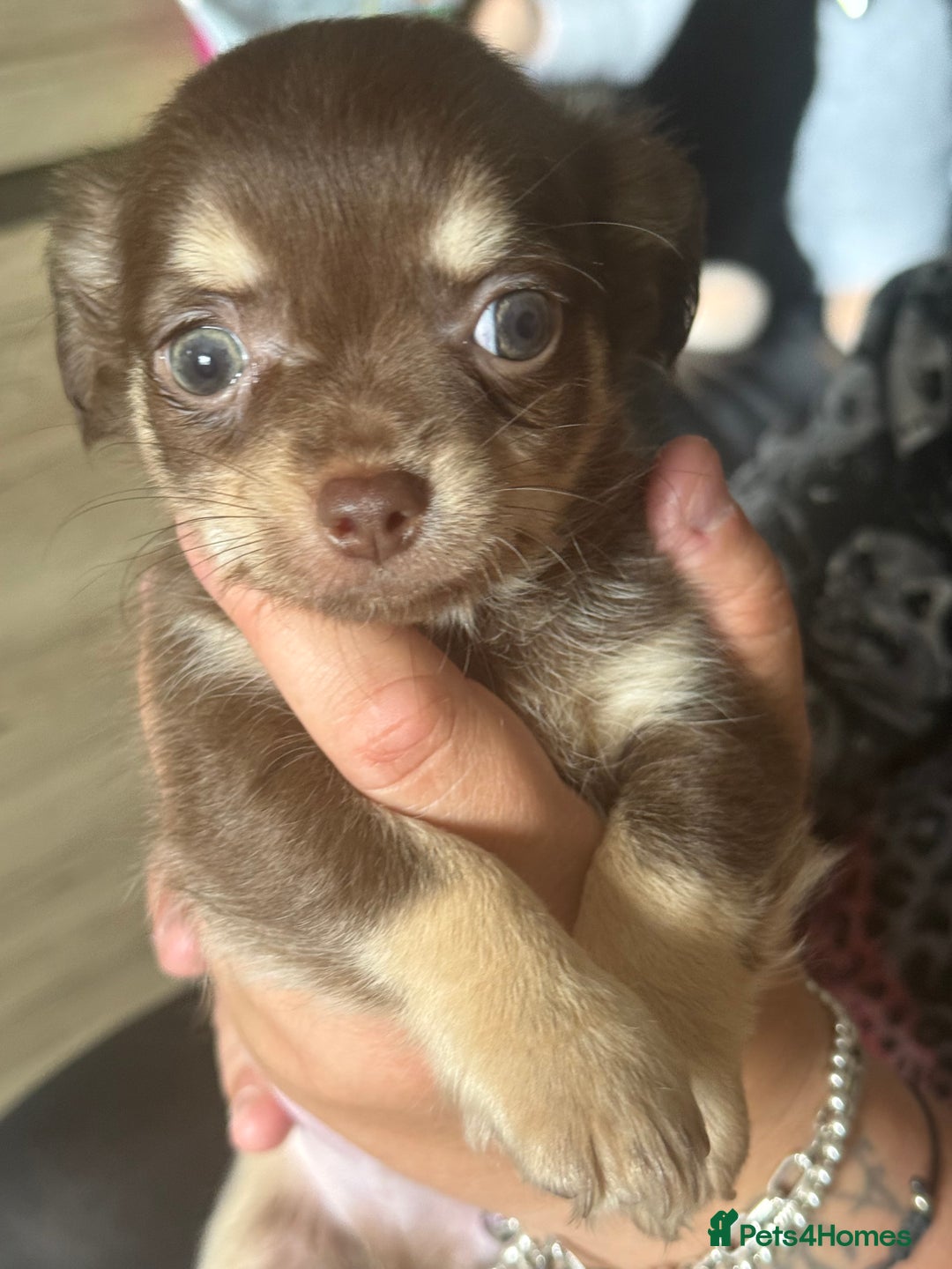 Chihuahua dogs for sale: Beautiful Chihuahuas - Image 2