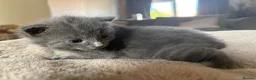 Domestic Shorthair cats for sale: STUNNING KITTENS  in Bristol - Advert 5