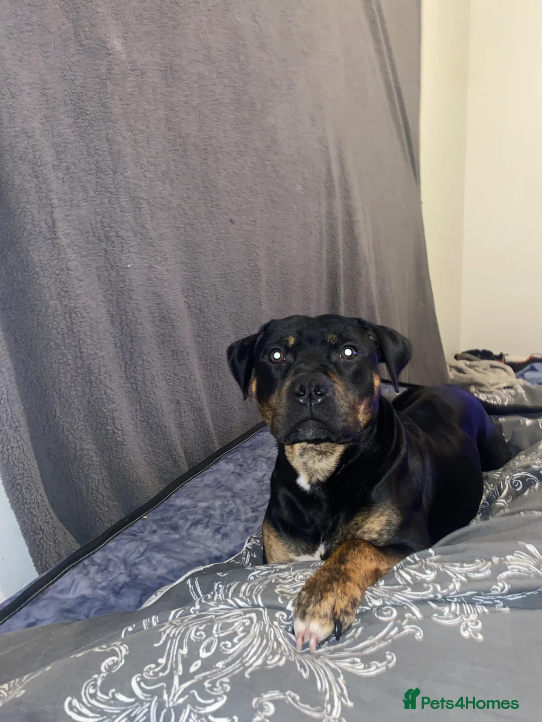 Staffordshire Bull Terrier dogs for sale: Meet bomber in Airdrie - Advert 2