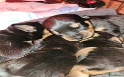 Rottweiler dogs for sale: Rottweiler puppies  - Image 7