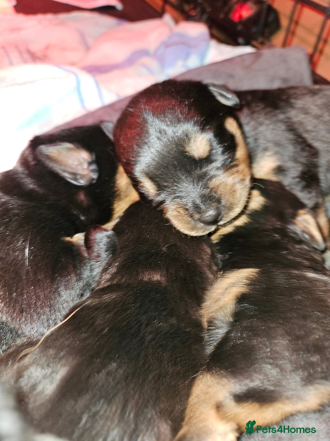 Rottweiler dogs for sale: Rottweiler puppies  - Image 7