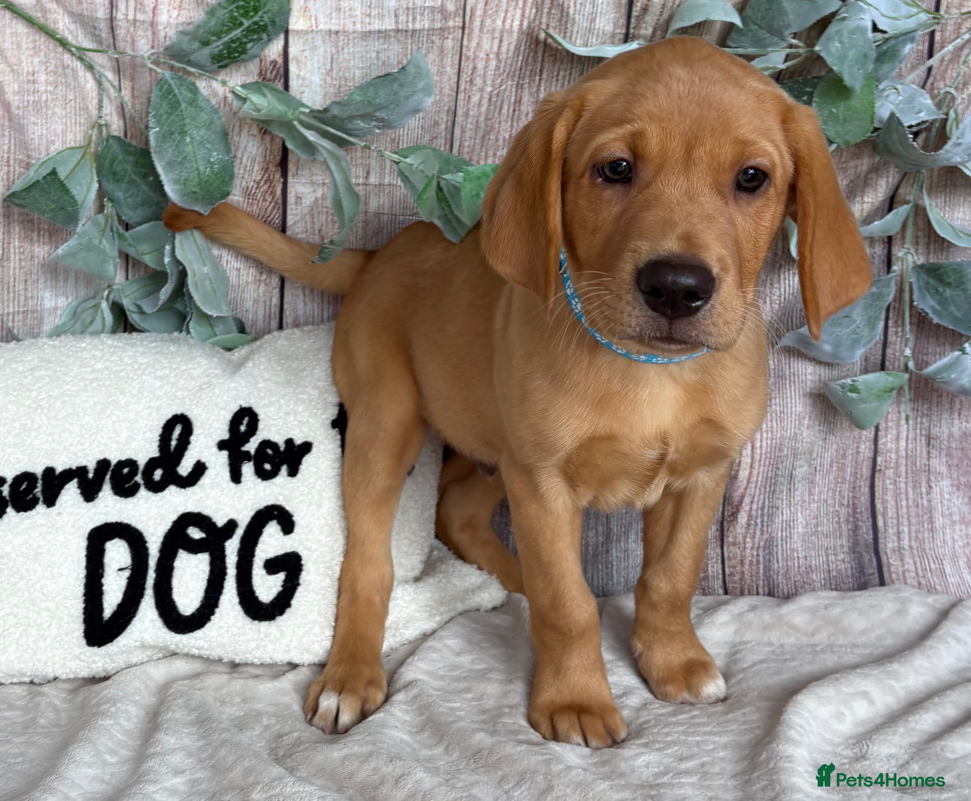 Labrador Retriever dogs Very Chunky Labradors Ready Now  - Advert 2