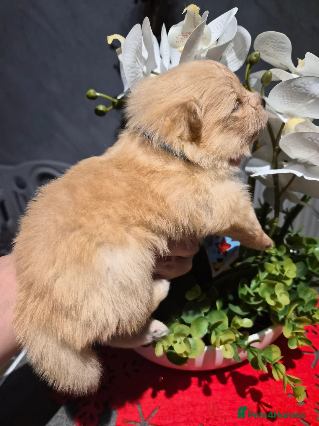 Pomeranian dogs for sale: 💝High Quality Korea/ Russia Babies💝 - Advert 8