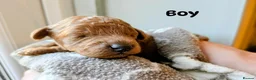 Toy Poodle dogs for sale: Beautiful Toy Poodle Puppies – Red & Apricot ❤️ - Advert 18