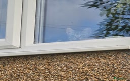 Egyptian Mau cats for sale: Boy kitten left black and grey girl. - Image 5