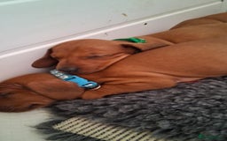 Dachshund dogs for sale: Standard smooth dachshunds males  - Image 20