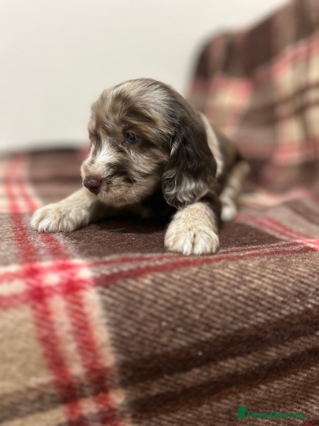 Cockapoo dogs for sale: stunning toy cockapoo  - Advert 15