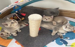 British Shorthair cats for sale: GCCF British Shorthair Kittens– Champion Lines - Image 26