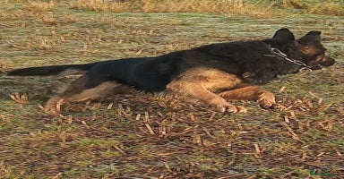 German Shepherd dogs in Norwich - Advert 5
