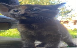 Mixed Breed cats for sale: Beautiful coloured kittens - Image 3