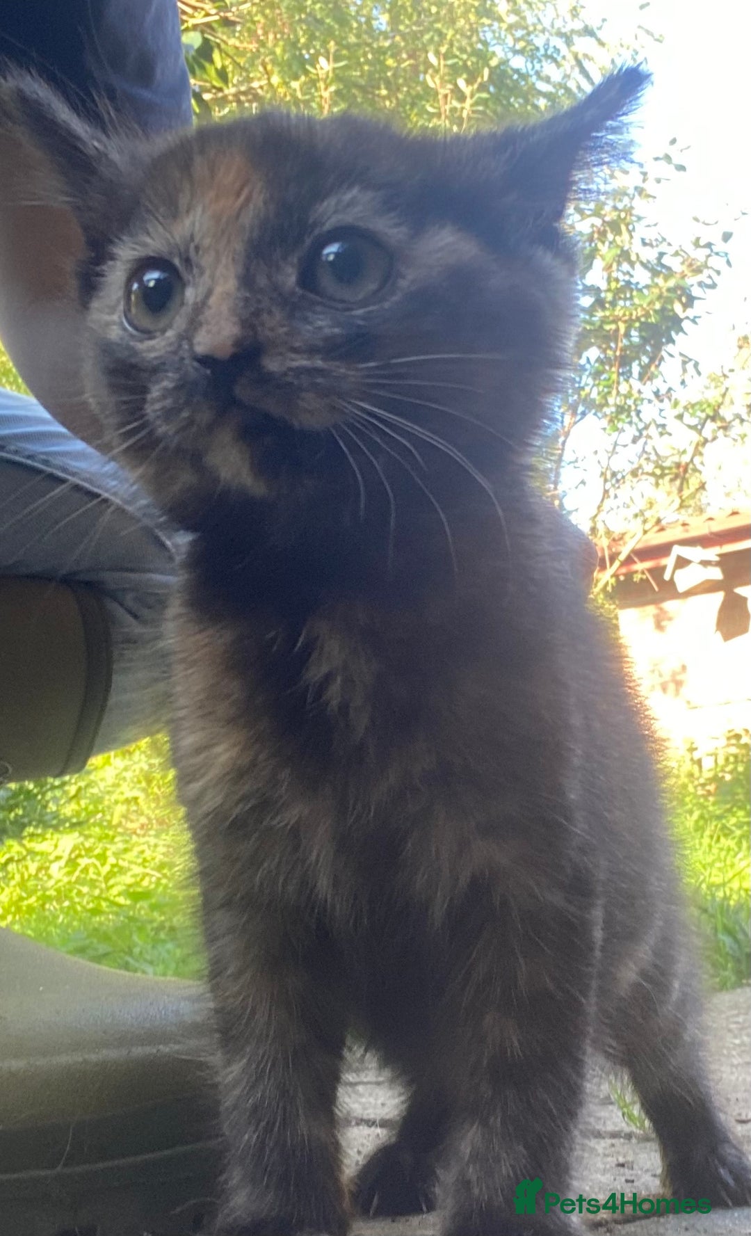 Mixed Breed cats for sale: Beautiful coloured kittens - Image 3