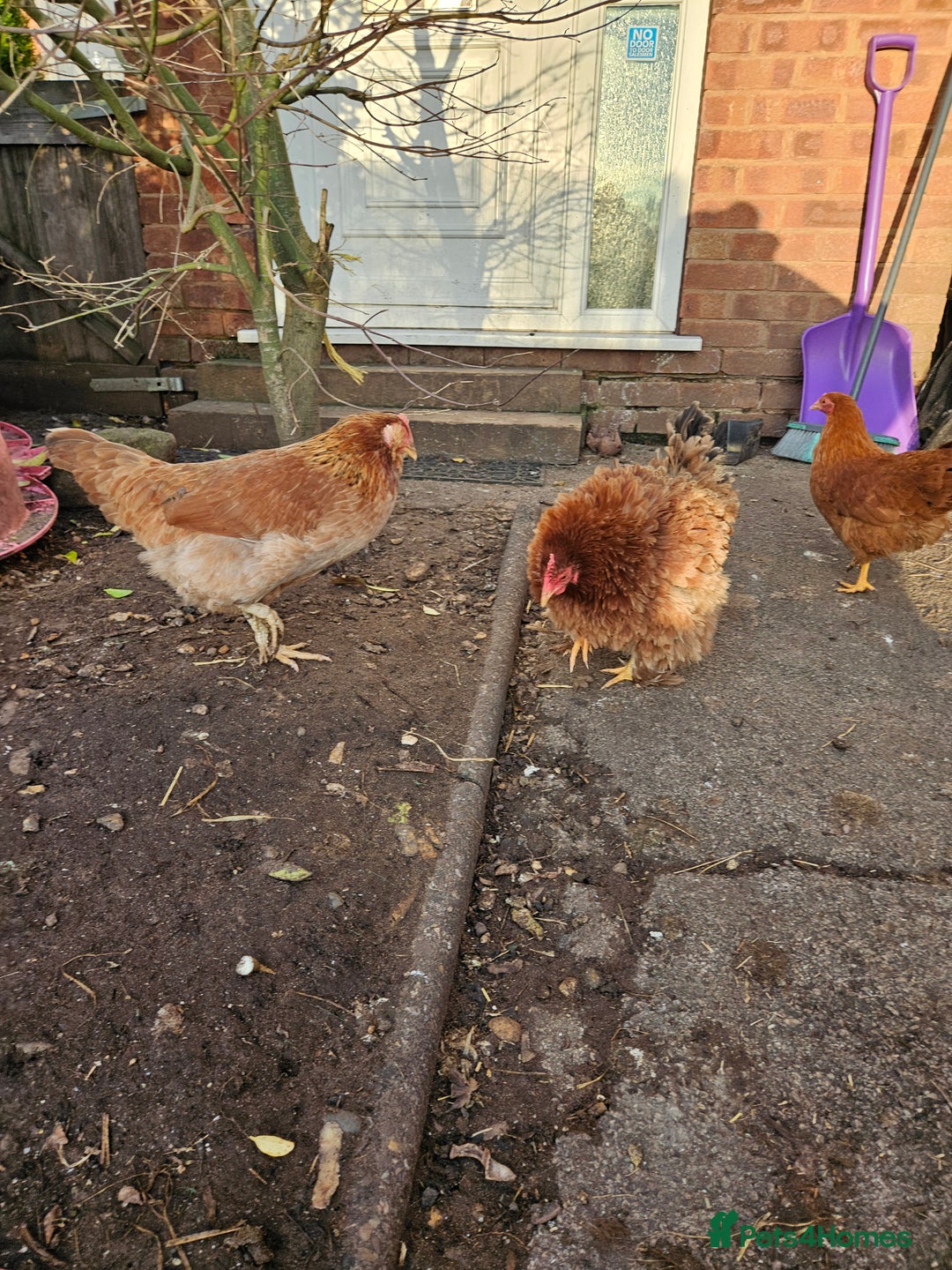 Chickens poultry for sale: 11 hens 1 cockrel  - Advert 4