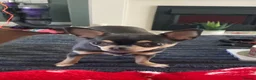 Chihuahua dogs for sale: Beautiful chocolate smooth coat chihuahua  in Middlesbrough - Advert 17