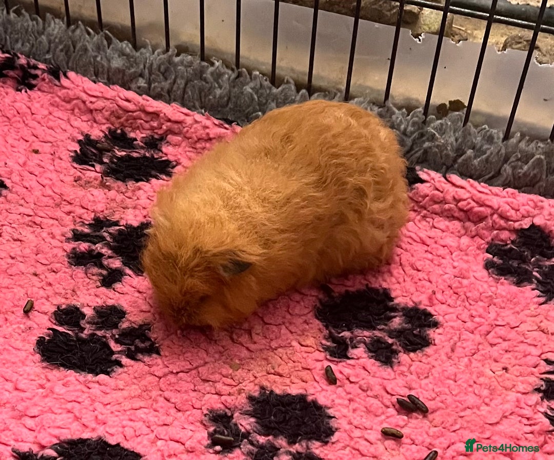 Guinea Pig rodents for sale: Bonded boar pedigree guinea pigs - Advert 5