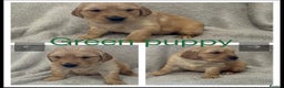 Golden Retriever dogs for sale: KC DNA tested gorgeous golden retriever puppies  - Advert 6