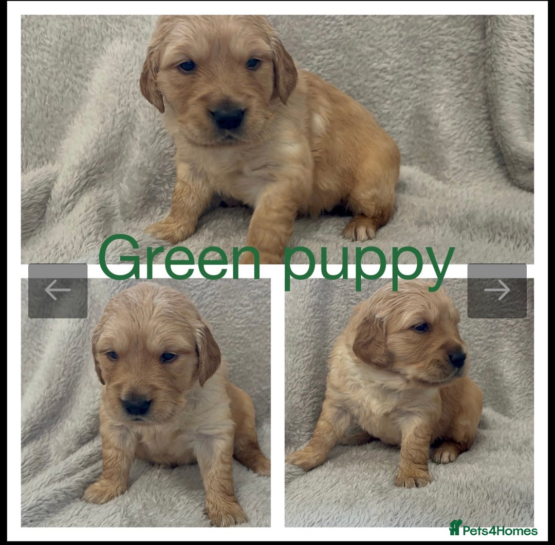 Golden Retriever dogs for sale: KC DNA tested gorgeous golden retriever puppies  - Advert 6