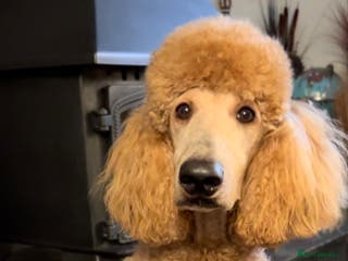 Standard Poodle dogs DNA & Hip scored KC reg Standard Poodle for Stud in Welshpool - Advert 3