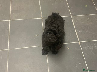 Toy Poodle dogs PEDIGREE Toy Poodle BOY - Advert 4
