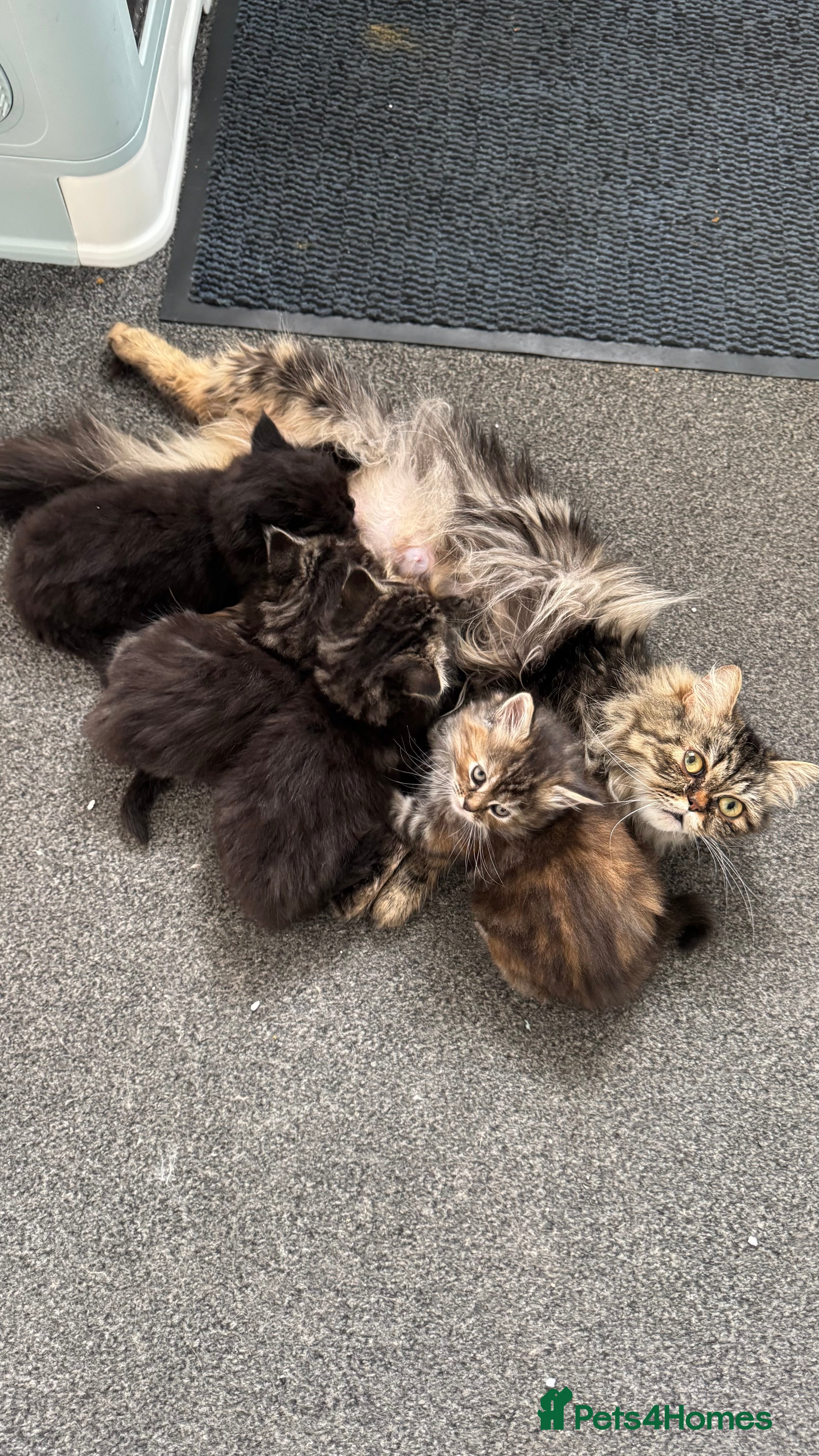 Maine Coon cats Persian x Maine Coon - Advert 1