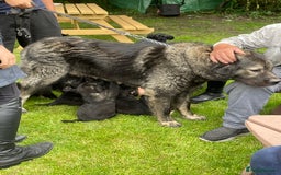Caucasian Shepherd Dog dogs for sale: Beautiful puppies from huge parents  - Image 7