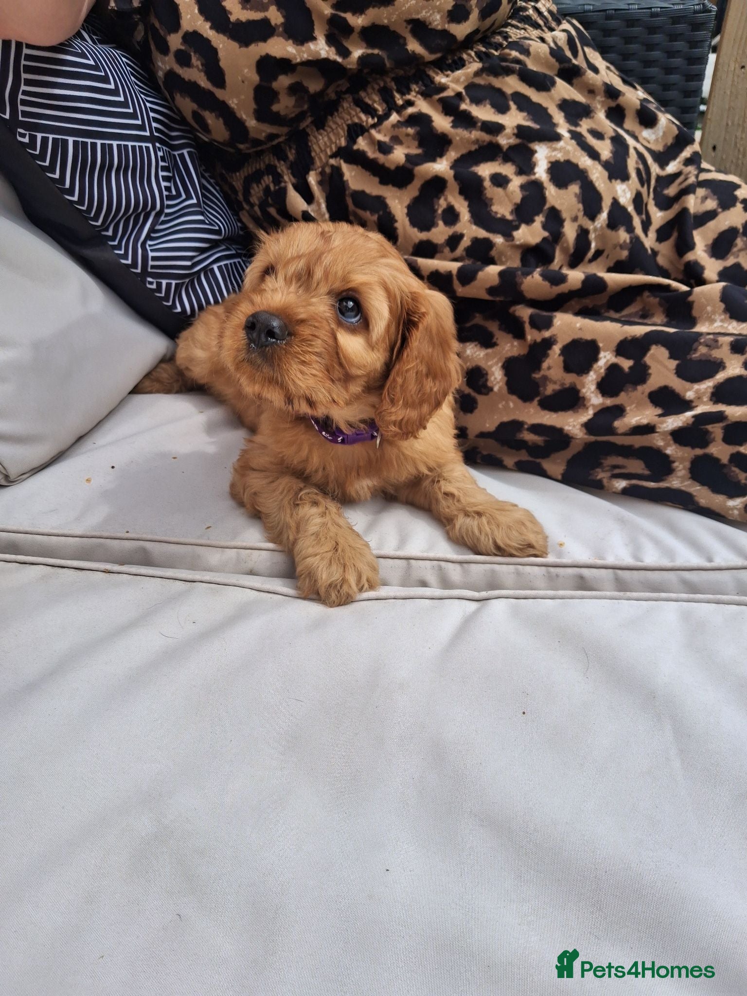 Cavapoo dogs REDUCED AS LAST ONE girl Health testedparents  - Advert 7