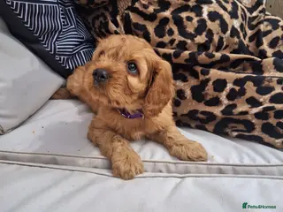 Cavapoo dogs REDUCED AS LAST ONE girl Health testedparents - Advert 7