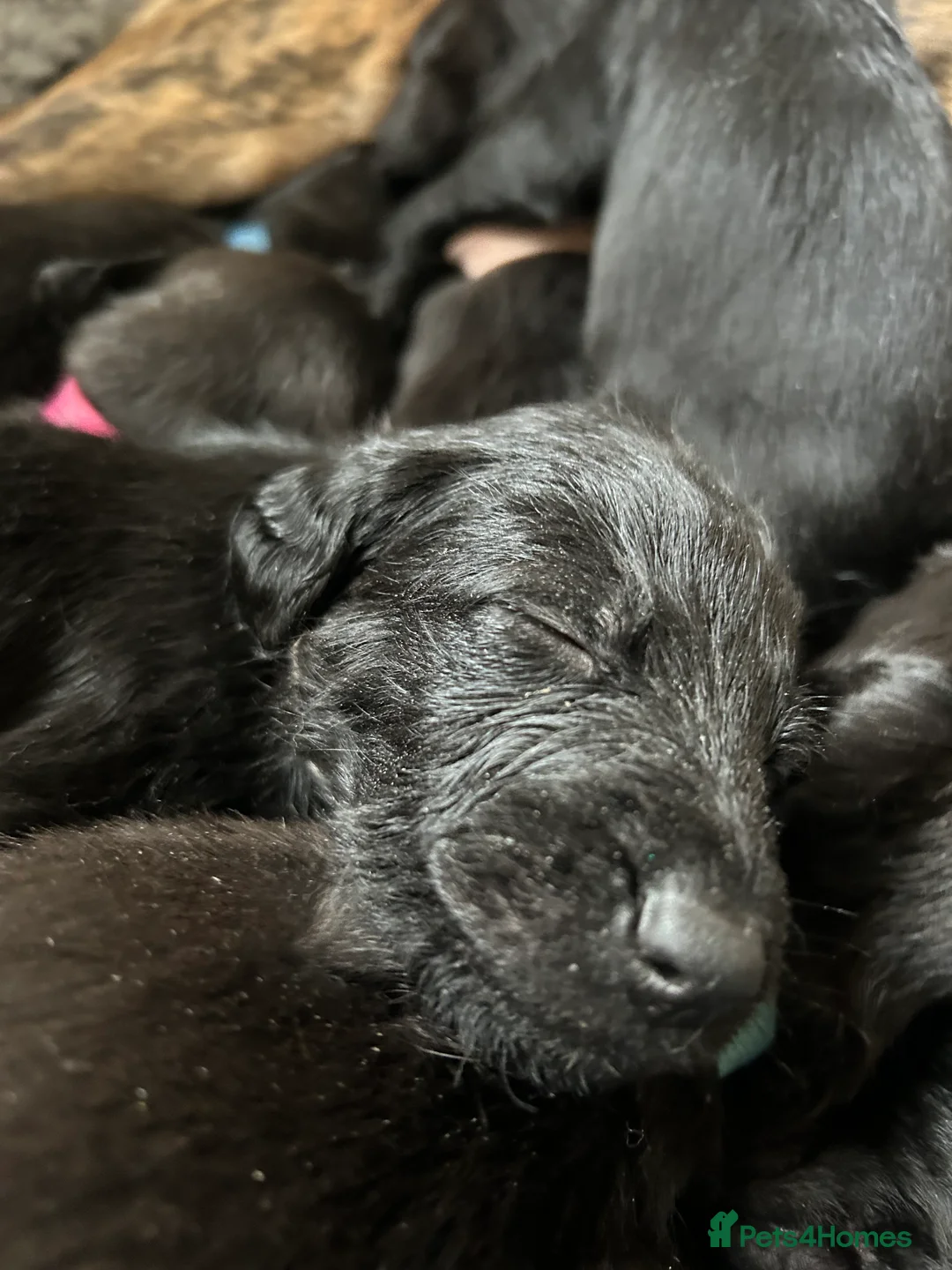 Mixed Breed dogs for sale: Bedlington Whippet pups. First Cross in Ibstock - Advert 2