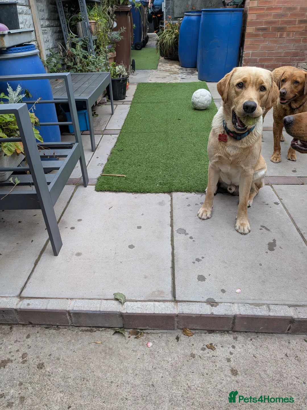 Labrador Retriever dogs for stud: Max Golden Labrador  - Advert 4